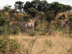 090516_Pilanesberg 062